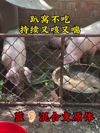 #养猪人加油干 #猪场管理#养猪技术#猪病防控 @抖音小助手 @抖音三农