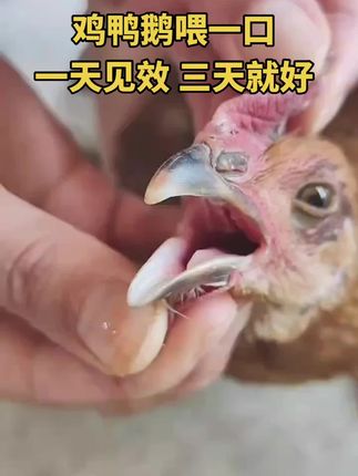 #三农养殖 #养鸡 #科学养鸡 #养殖 #养鸡人