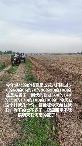 #小麦收割现场 这个村今天就割完了,河南的麦子熟了,明天割的村子已经安排好,夜里赶路,明天回我们大美河南割!再见了湖北老表!