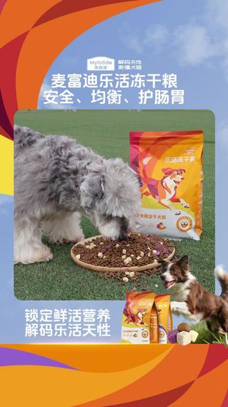 小型犬肠胃较弱,千万不要吃垃圾粮再后悔!#狗粮 #麦富迪 #新手养狗 #狗狗挑食 #狗狗肠胃不好