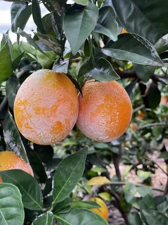 #赣南脐橙 要吃橙,吃好橙,就选龙勾石灰橙