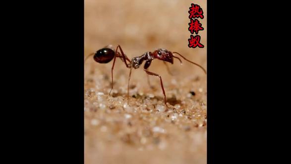 每天认识一种动物之-热棒🐜#动物 #动物科普