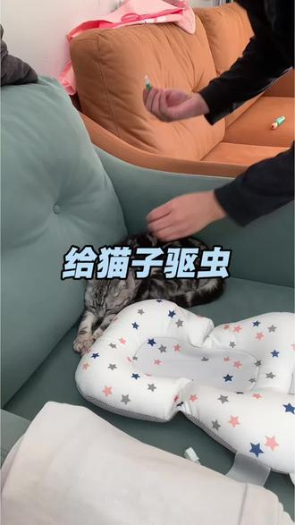 小猫在老家村里散养了很长时间,接回来驱虫给安排上,这款拜达尔体外体内都可以驱虫,不用喂,很方便#小猫驱虫药推荐 #驱虫 #宠物猫 #养猫日常