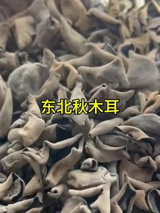 吃过了春木耳,你们吃过秋木耳吗?这个就是我们东北的秋木耳,它要比春木耳晚采三个月,所以它的个头要比春木耳大一些,肉质也更厚实。而且它是经过人工筛选的,没有根也没有沙子,平时用来炒菜凉拌都很不错,喜欢的朋友可以买一袋回去尝尝,真的很好吃。#太好吃了 #家乡特色 #农产品 #黑木耳