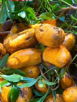 你们家乡有这个果子吗?他叫九月黄,果实比八月瓜晚熟一个月左右,成熟后果皮果肉都程金黄色,不炸开,口感清甜软糯!#农村生活  #大山里的味道  #九月黄  #大自然的馈赠 #儿时味道