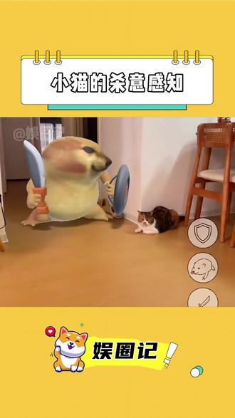 猫:我好像感受到了来自异次元的恶意#猫咪 #刀盾 #感知力 #万万没想到
