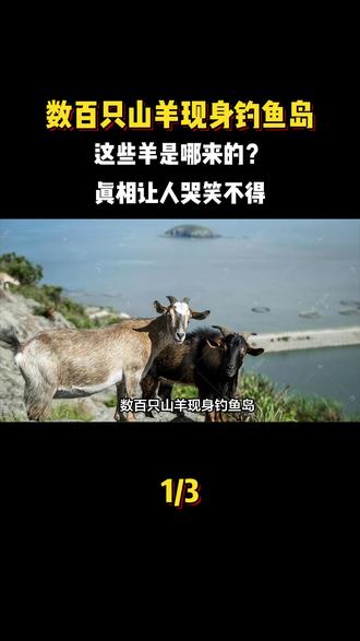 数百只山羊现身钓鱼岛,这些羊是哪来的?真相让人哭笑不得