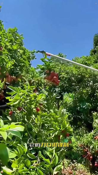 摘果神器花椒龙眼水果树枝剪伸缩高空剪高枝剪荔枝摘果摘果高枝剪 #修枝剪 推荐给大家,修剪高处的枝条很好用,还可以摘果子 #园艺工具 #高空修枝剪 #爱生活爱养花 #藤本月季修剪