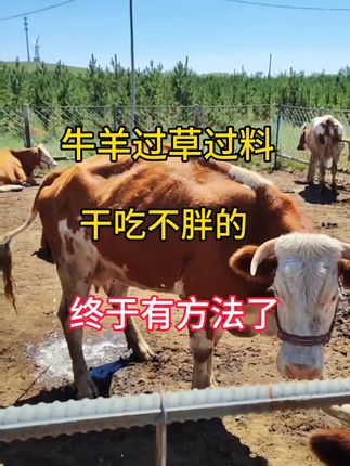 #养牛致富 #牛拉稀 #养牛小妙招 #养牛人的生活