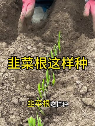 韭菜根这样种……#韭菜种植 #三农