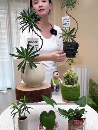 造型罗汉松室内盆栽绿植名贵树种罗汉松#强烈推荐 #绿植盆栽 #花卉绿植 #罗汉松 #罗汉松盆景