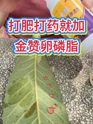 金赞卵磷脂扩展渗透剂有什么作用 打药加上卵磷脂,杀虫杀菌都好使#打农药 #杀虫剂 #杀菌剂 #病虫害防治 #金赞卵磷脂