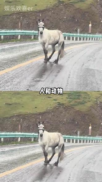 任何动物只要是拴着绳子,就没有一只是无辜的#搞笑