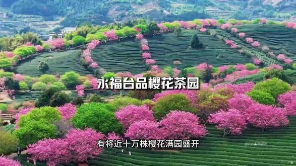 中国地理杂志推荐的永福台品樱花茶园,又渐次绽放了! 这是属于福建永福的春天!1.30正式开园!#樱花 #台品樱花茶园 #永福台品樱花茶园 #福建赏花 #抖音带你去赏花