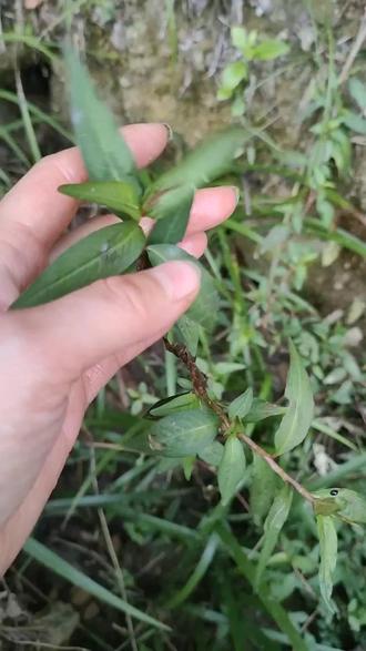 #你的家乡有这种植物吗 #野韭菜 #香料 香柳菜做酸汤火锅配料提鲜棒棒的