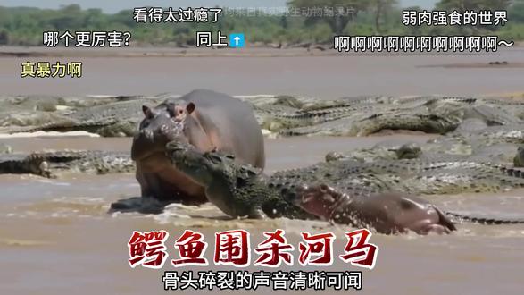 百条鳄鱼伏击河马母子,母爱再伟大也抵不过大自然法则 水域霸主的无奈,河马一生都在生死边缘艰难求生 #动物 #纪录片 #科普 #动物世界 #动物打架
