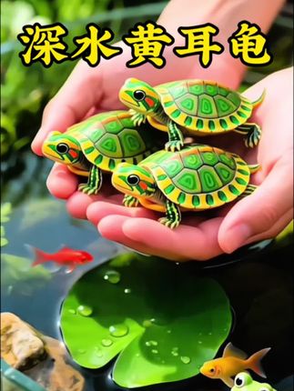#黄耳龟 绝对是新手养龟的“最优解”之一!深水环境也能适配,混养时也能和其他水族和平共处,更藏着“隐藏技能”——会主动啃食缸底的粪便、食物残渣,连顽固的水藻和青苔都能清理干净,是鱼缸里名副其实的“天然清洁工”。 它颜值超在线,标志性的黄色耳斑辨识度拉满,而且养护难度低、容错率高,不用花太多心思就能养好,实用价值直接拉满,养一只真的太值了~ #乌龟#新手养龟