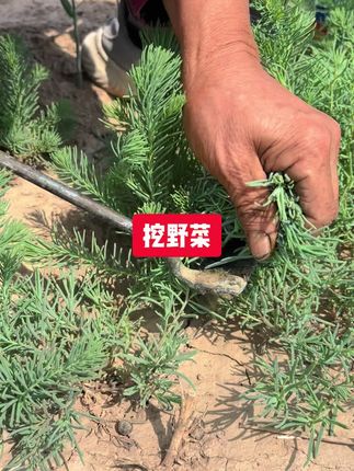 挖野菜 山东黄须菜,现挖新鲜#野菜 #美食