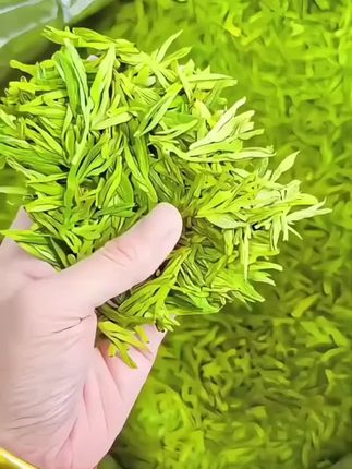龙井茶2025年新茶正宗浙江明前绿茶浓香型春茶简装散装茶叶500g