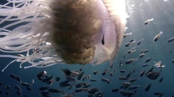 《海热症》 深海异变,寄生惊魂#克苏鲁 #惊悚