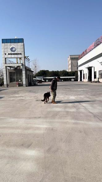 #德牧 #训犬#扬州训犬师
德牧基本服从训练
1. 听口令唤回
2. 前来坐
3 安静佩戴牵引
4 跟着主人随行
5 随行过程中听口令原地等待
6 地上掉食物不吃/或者能通过口令制止
7 随行过程中人停狗停
8 听口令靠在身侧
9 吃饭时没有口令不吃
10听口令进笼子
11 对玩具感兴趣的情况下巡回
12 听口令坐
13 卧
14 装死
15 转圈
16 握手
17 禁止口令(用于制止生活中不良行为)
18 室外排便