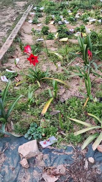 是谁说没有土朱的?囧…#朱顶红