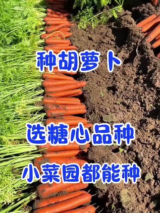 种胡萝卜就种这个九寸胡萝卜