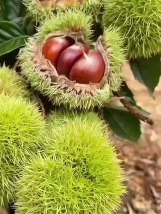 #板栗树苗#板栗