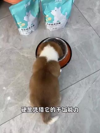 满月小奶狗狗粮1一3个月营养粮5斤泰迪贵宾土狗田园犬幼崽犬粮1斤