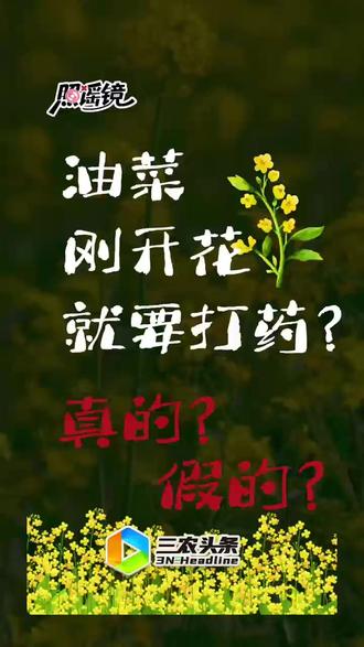照谣镜:油菜刚开花,就要打药?这是真的假的?#辟谣 #三农 #科普