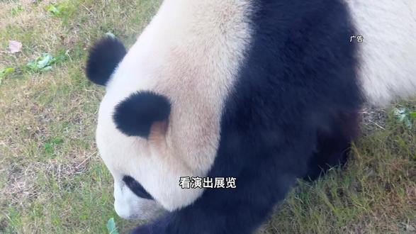 苏州宝子注意!惠民休闲年卡上线啦!快冲‼️ #苏州休闲年卡#春假#古镇#旅游攻略#苏州旅游攻略