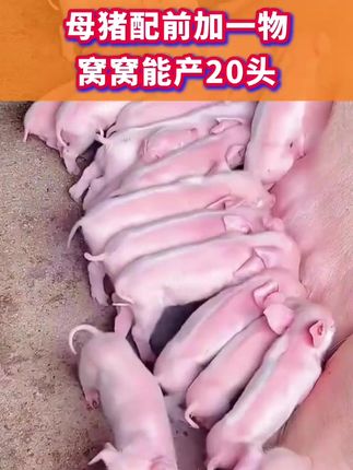 #母猪 #母猪配种 #母猪产仔 #母猪养殖技术 #自繁自养母猪
