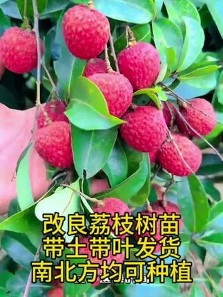改良新品种荔枝树苗,原盆原土发货南北方四季种植 #荔枝苗#无核荔枝苗#妃子笑荔枝苗@DOU+小助手 #金牌苗木人