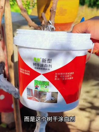 降温后就会把#果树 #树干涂白 ,可以预防天牛等钻心虫的虫害,还能缓解昼夜温差对树木的冻害#果树管理 #果园管理