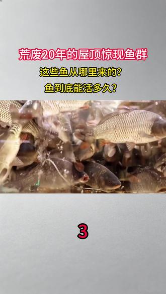 荒废20年的屋顶惊现鱼群,这些鱼从哪里来的?鱼到底能活多久?#科普#涨知识#屋顶 #鱼 #内容启发搜索