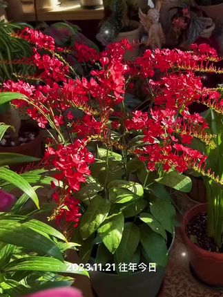 红雪花 #原创视频 #好看的花花一定要分享给你