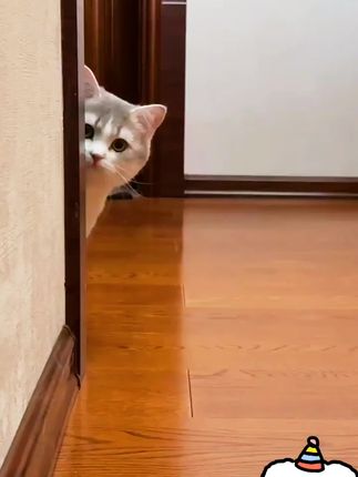 【经典200g主食罐】LEONARDO小李子猫罐头猫薄荷高鲜肉无谷萌宠好物#香草香草 #猫罐头推荐#猫薄荷高鲜肉#萌物#养宠好物