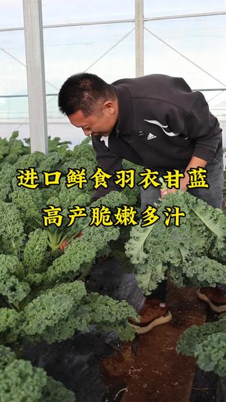 进口品种羽衣甘蓝,高产脆嫩,鲜食品种天花板 #三农 #羽衣甘蓝 #羽麒麟1号