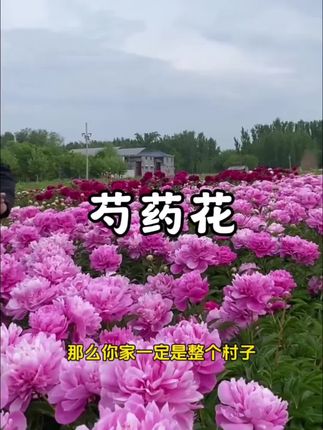 家里有空地的都可以种这个#芍药花#种子