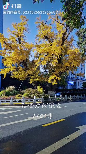 一眼看千年 扬州老城区部分银杏树观赏打卡点介绍