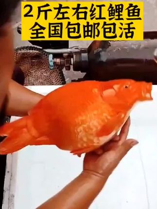 #兴国红鲤鱼苗 #优质种苗 #养鱼养心