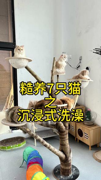 沉浸式糙洗小糯米#长毛紫金渐层 #vlog十亿流量扶持计划 #萌宠出道计划 #猫咪洗澡记 #创作者扶持计划