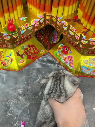 小鸟的天敌是猫?#捣乱猫 #潮汕中秋折塔 #潮汕习俗