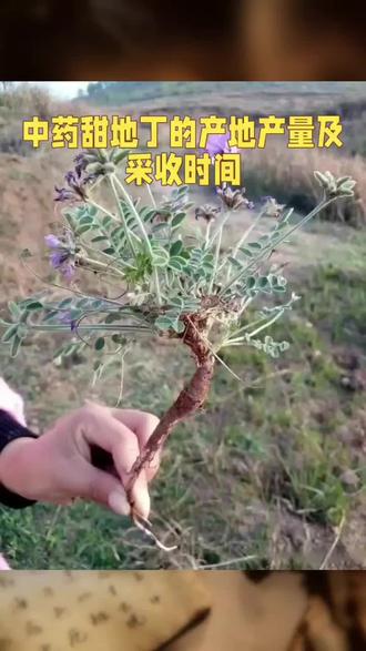 中药甜地丁的产地产量及采收时间。
