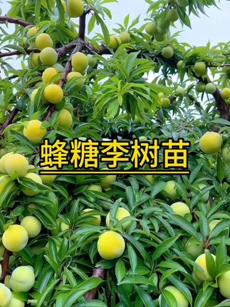 #蜂糖李 #果苗供应 #蜂糖李苗 蜂糖李果里细腻无渣,果肉饱满多汁,口感脆甜爽,果味如密,甜蜜果实#基地直供 #优质种苗