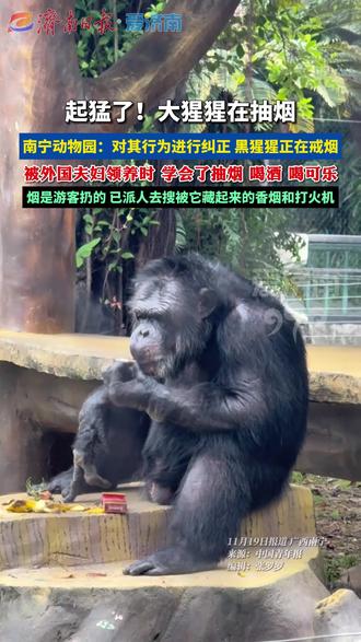 广西南宁动物园:网红黑猩猩正在戒烟 #动物园里有什么 #黑猩猩 #万万想不到 #原谅我不厚道的笑了 #热门推荐