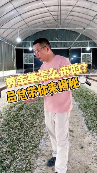黄金丝来之不易。关注我,一起看蚕宝宝吐黄金丝#好孝顺有机桑园