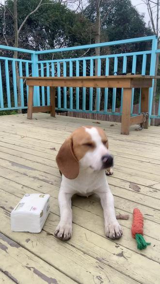 全网都会的认纸巾,赶紧让你家狗学起来#萌宠 #比格犬 #小狗 #宠物狗狗 #养狗人