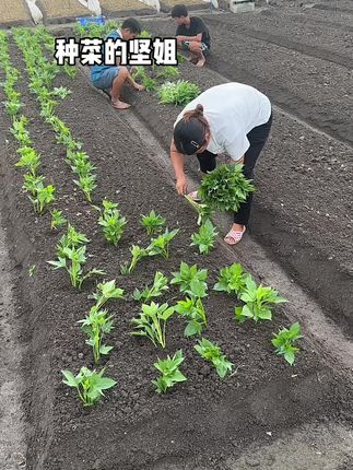 一分耕耘,一分收获#农业种植 #记录我的种植生活