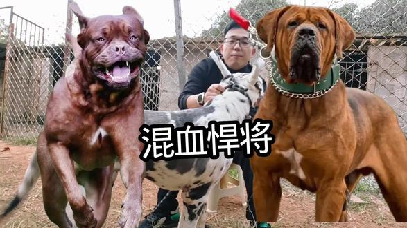 猛犬界的王炸组合比特犬混血土佐犬